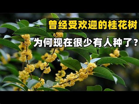 桂花風水|種桂花風水：何時最旺財？